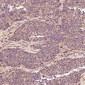 Anti-Smad3 Rabbit Monoclonal Antibody